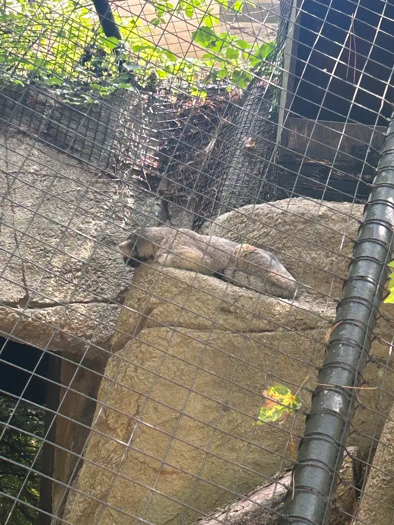 A photograph of a Pallas's cat in Cincinnati Zoo
