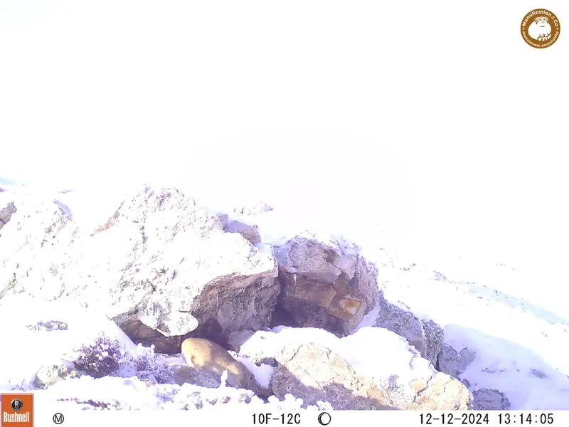 A photograph of Pika from Besshoky 1 camera trap