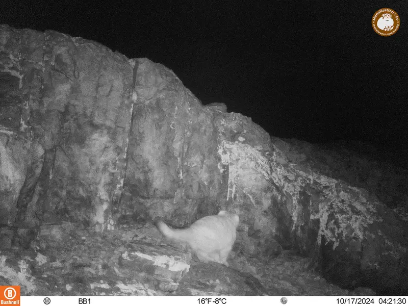 A photograph of Otocolobus manul manul from Aktas-Kunkora camera trap