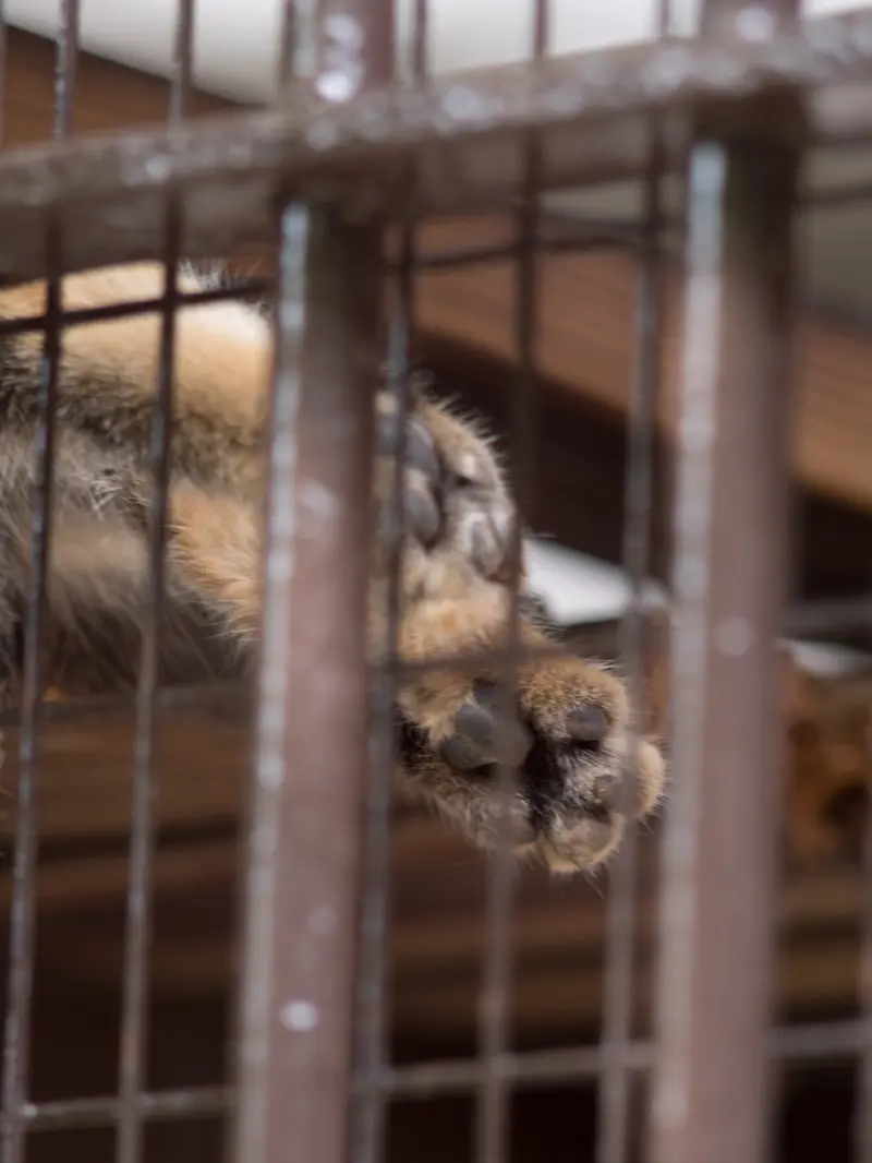 A photograph of Figa in Nogeyama Zoo