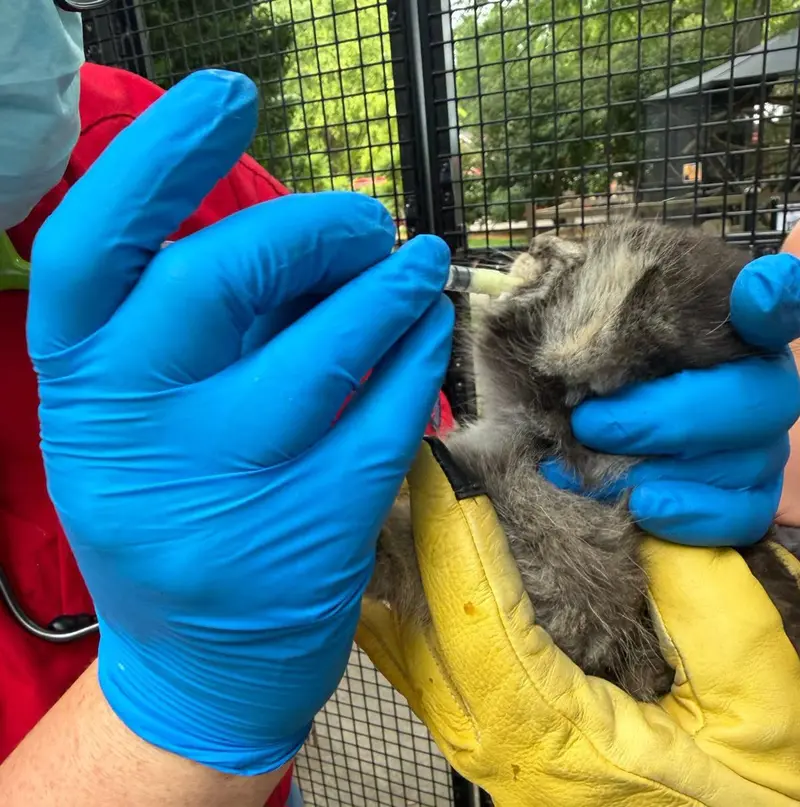 A photograph of a Pallas's cat in Niabi Zoo