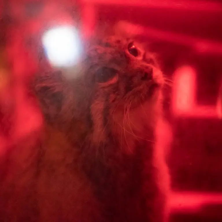 A photograph of Naim in Ueno Zoological Gardens