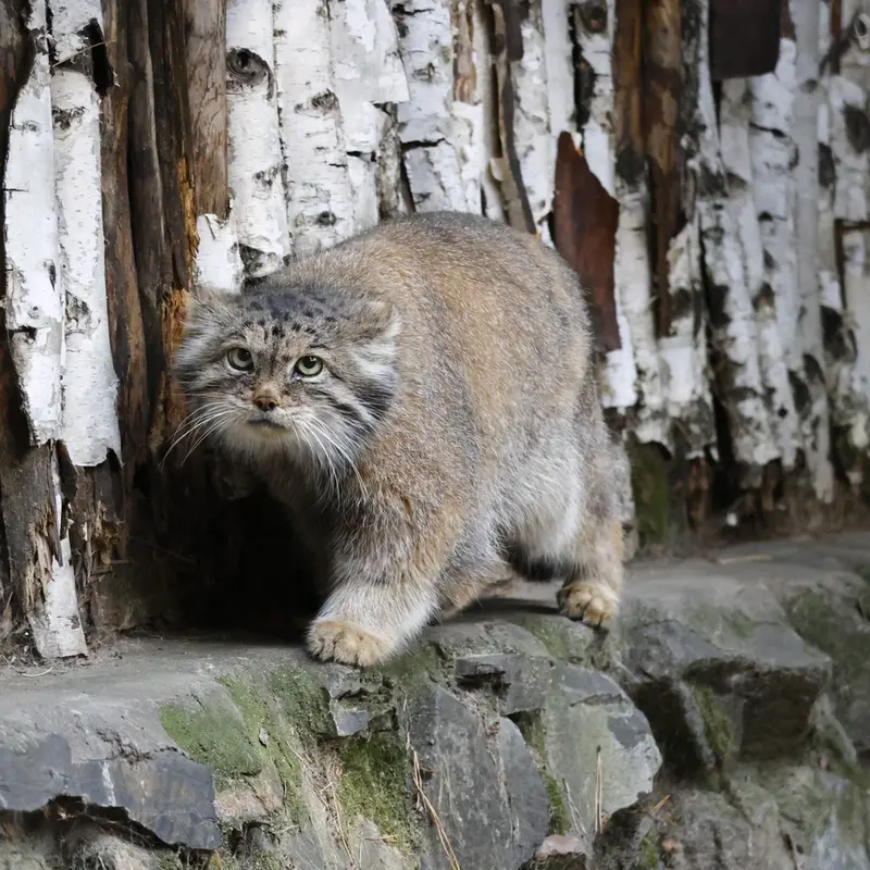 A photograph of a Pallas's cat