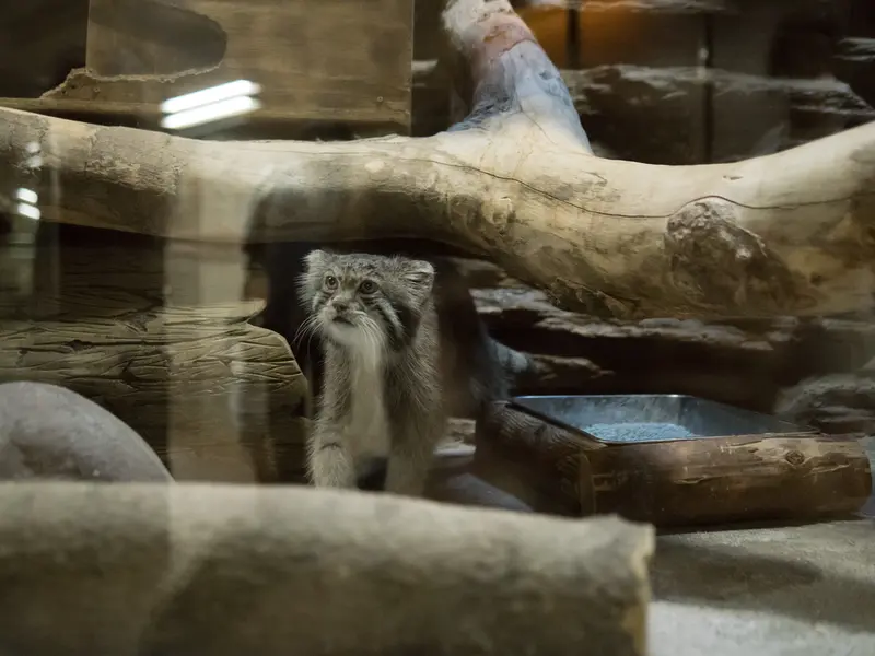 A photograph of Klyon in Ueno Zoological Gardens