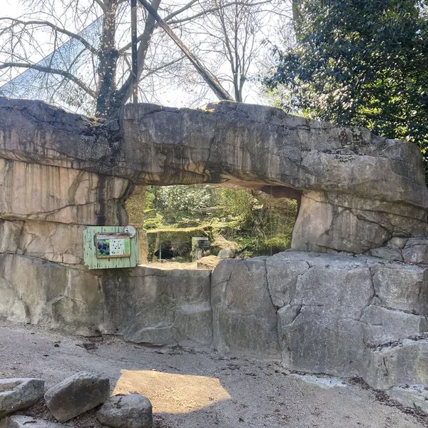 A photograph of a Pallas's cat in Rotterdam Zoo