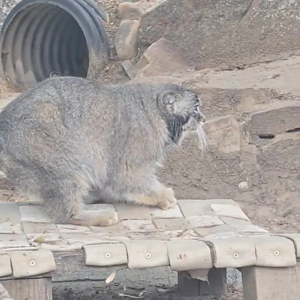 A photograph of a Pallas's cat in Pueblo Zoo