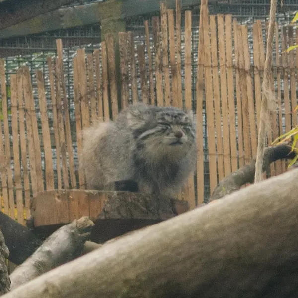 A photograph of Akiko in Edinburgh Zoo