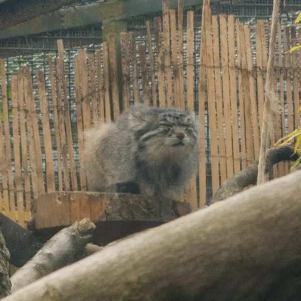 A photograph of Akiko in Edinburgh Zoo