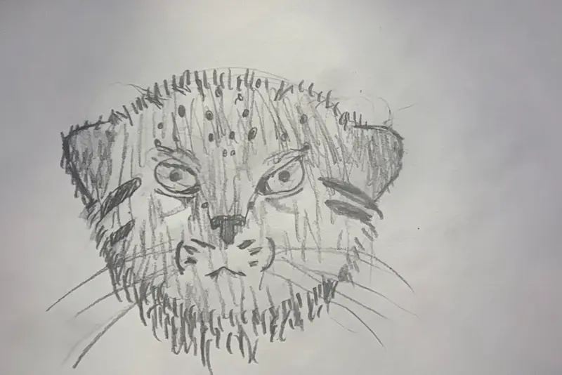 ( Another ) Drawing of a Pallas's cat