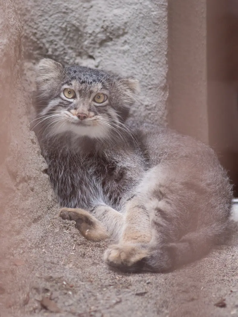 A photograph of Figa in Nogeyama Zoo