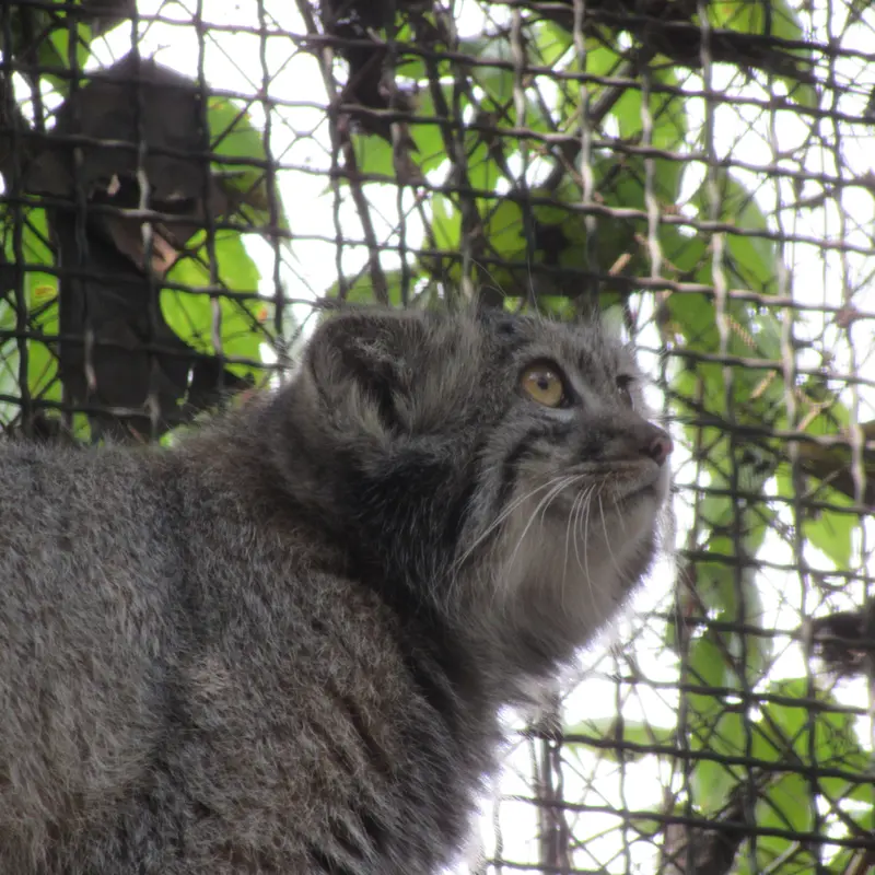 A photograph of Boris Ⅱ in Budapest Zoo & Botanical Garden