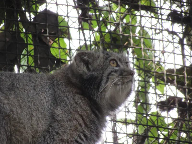 A photograph of Boris Ⅱ in Budapest Zoo & Botanical Garden