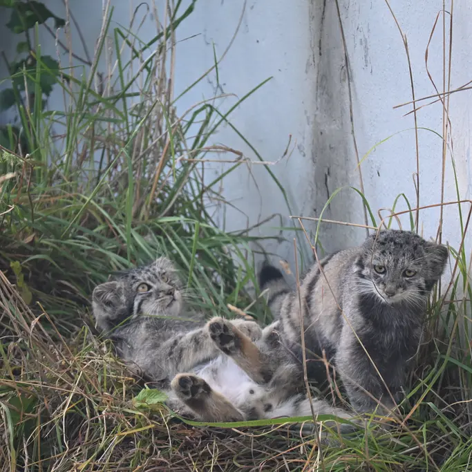 A photograph of Sten and Saimi in Korkeasaari Zoo