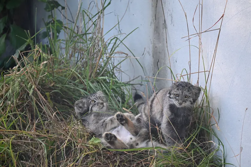 A photograph of Sten and Saimi in Korkeasaari Zoo