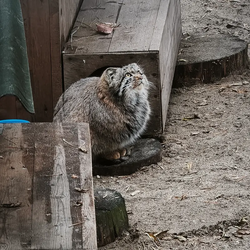 A photograph of Son of Snezhana b.2026 Ⅰ in Novosibirsk Zoo