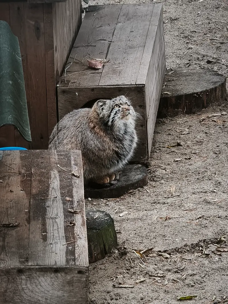 A photograph of Son of Snezhana b.2026 Ⅰ in Novosibirsk Zoo