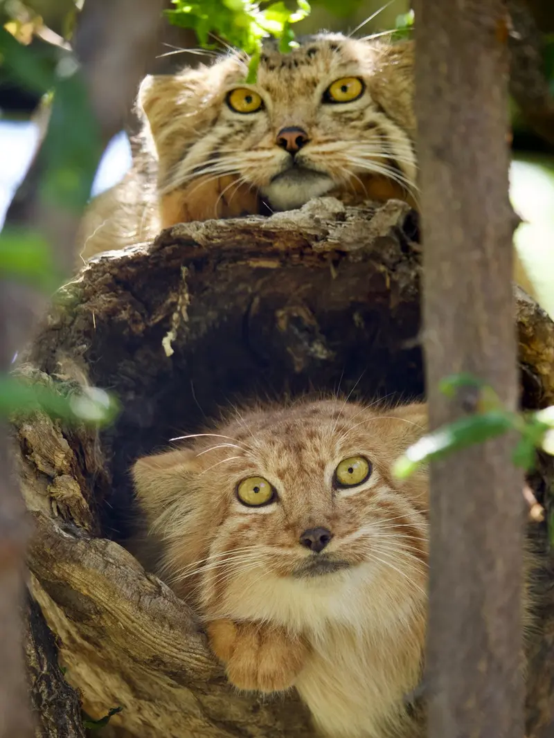 A photograph of Manó and Nanó in Yerevan Zoo