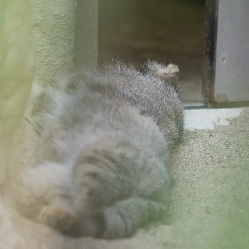 A photograph of Figa in Nogeyama Zoo