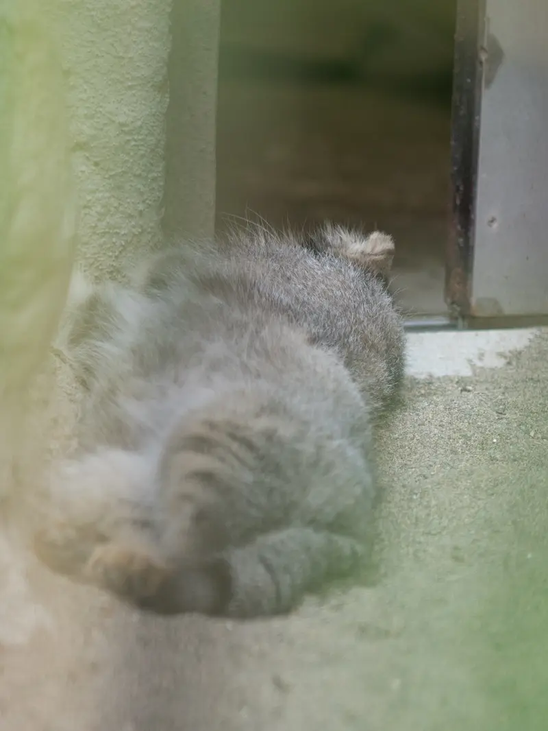 A photograph of Figa in Nogeyama Zoo