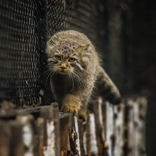 A photograph of Son of Lolo 2024 Ⅰ in Novosibirsk Zoo
