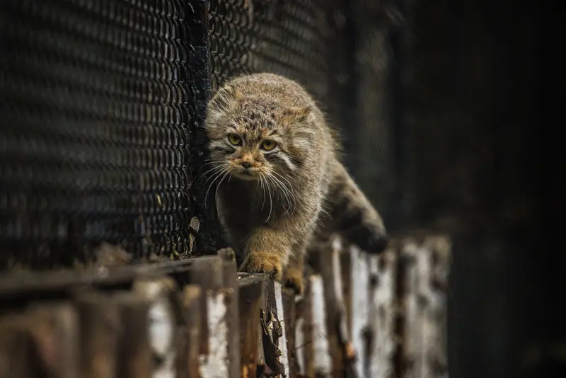 A photograph of Son of Lolo 2024 Ⅰ in Novosibirsk Zoo
