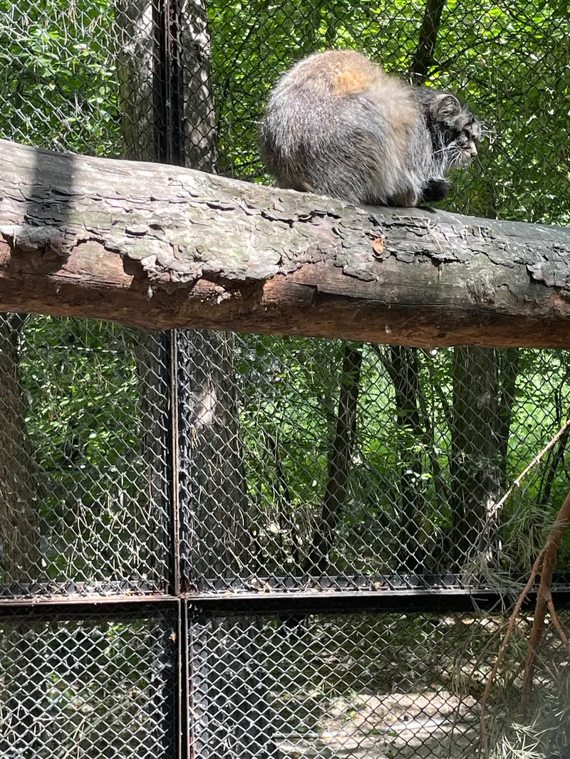 A photograph of a Pallas's cat in Novosibirsk Zoo