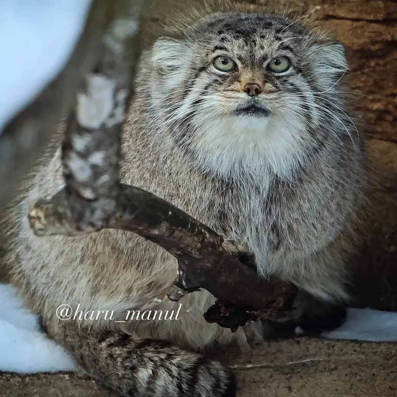 A photograph of Polly in Nasu Animal Kingdom