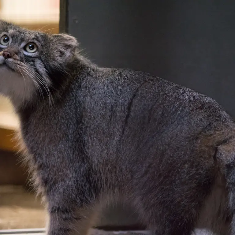 A photograph of Figa in Nogeyama Zoo
