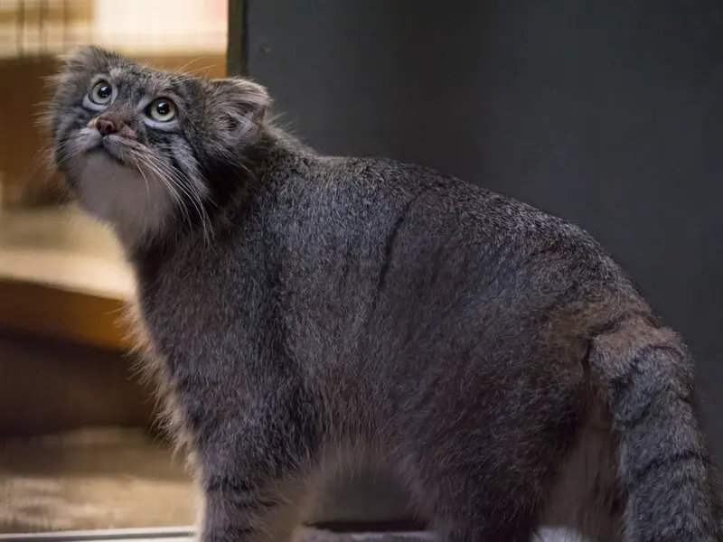A photograph of Figa in Nogeyama Zoo