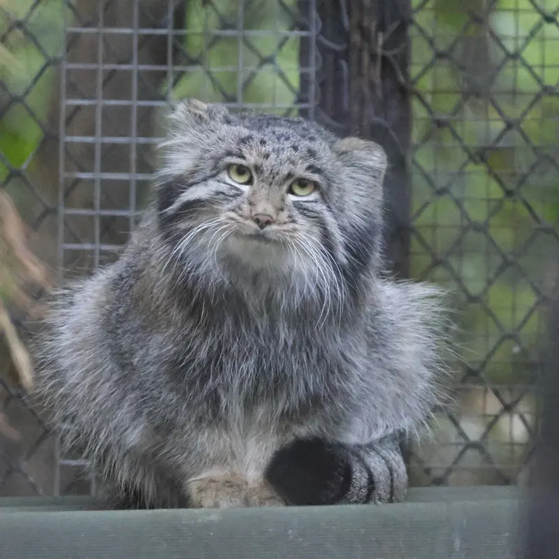 A photograph of Grey in Novosibirsk Zoo