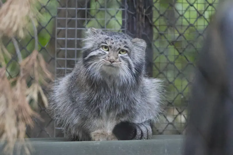 A photograph of Grey in Novosibirsk Zoo