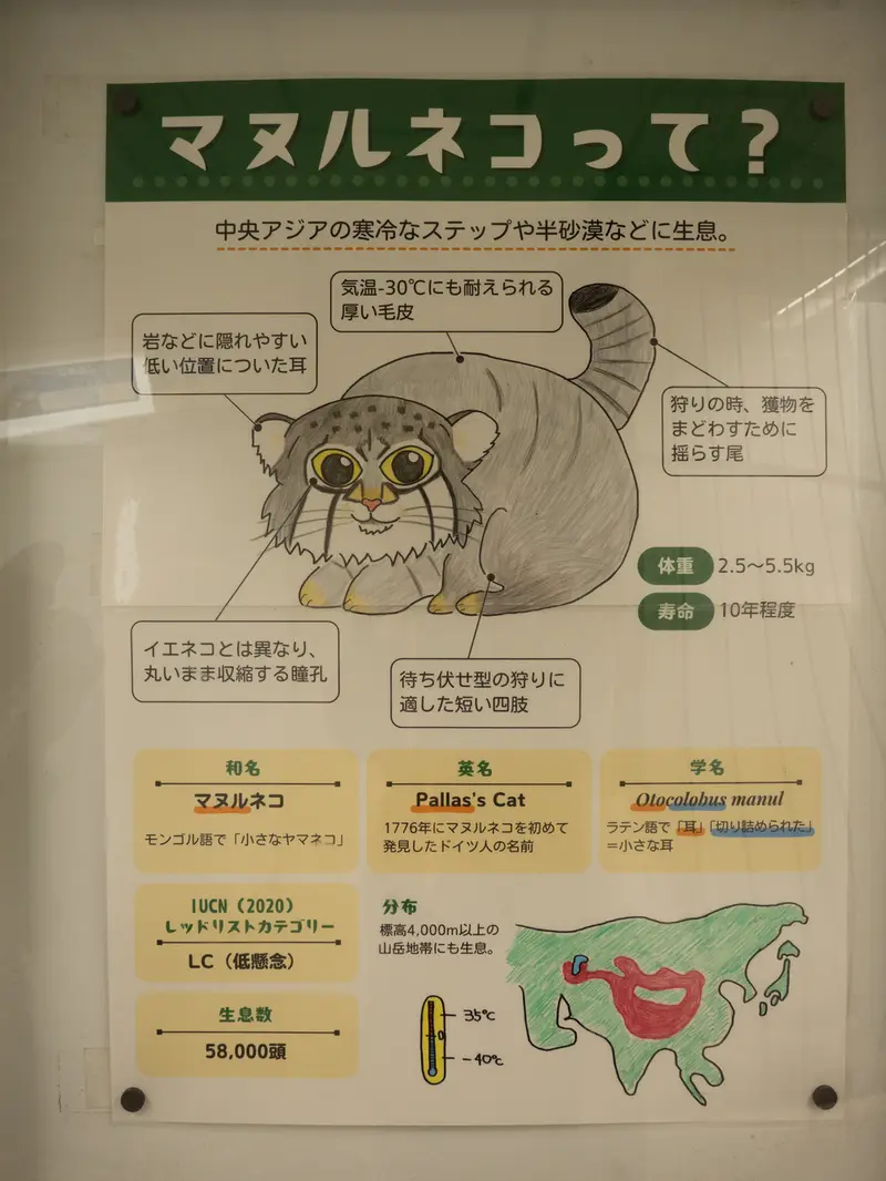 A photograph of a Pallas's cat in Nogeyama Zoo