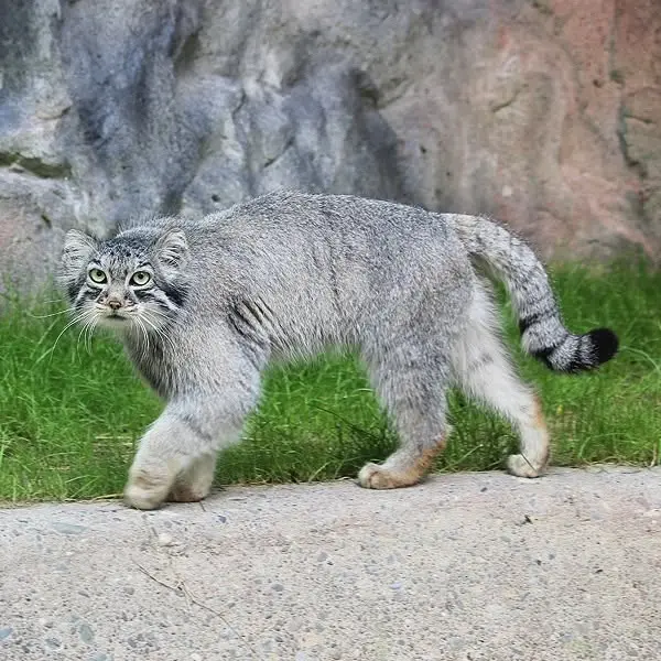 A photograph of Jodi in Binghamton Zoo at Ross Park