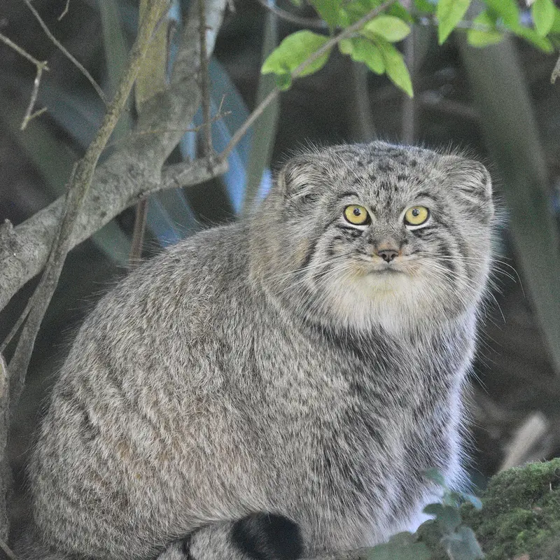 A photograph of Altai in Port Lympne Wild Animal Park