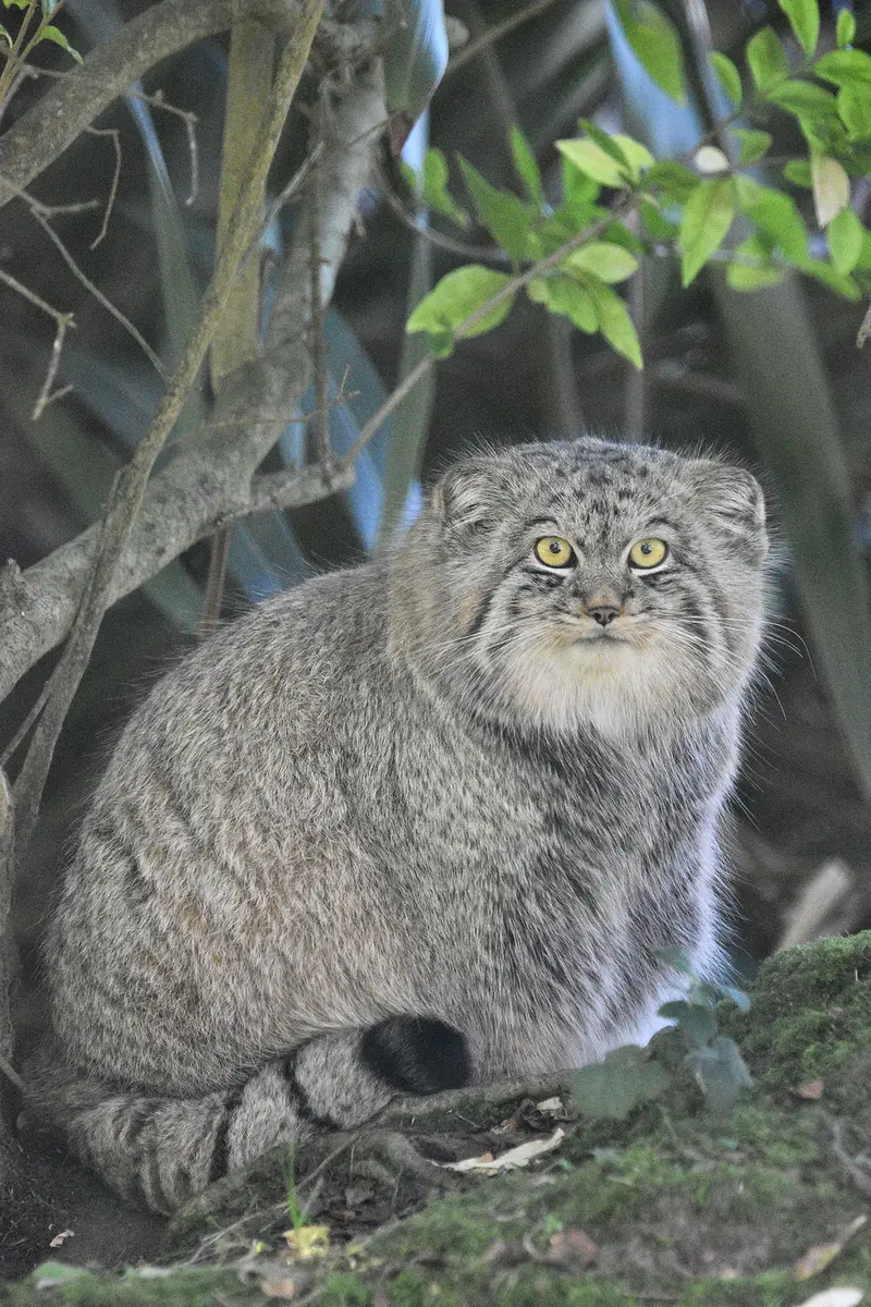 A photograph of Altai in Port Lympne Wild Animal Park