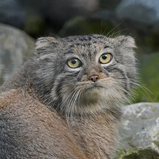 A photograph of Charu in Zie-Zoo