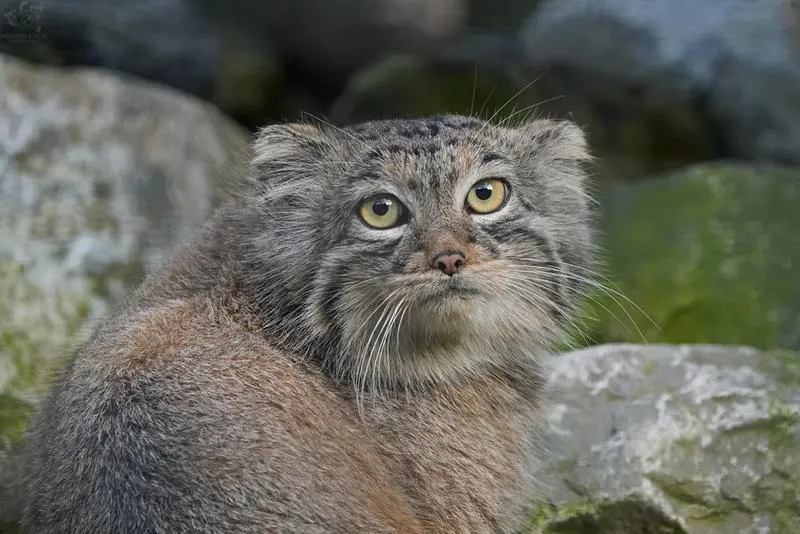 A photograph of Charu in Zie-Zoo