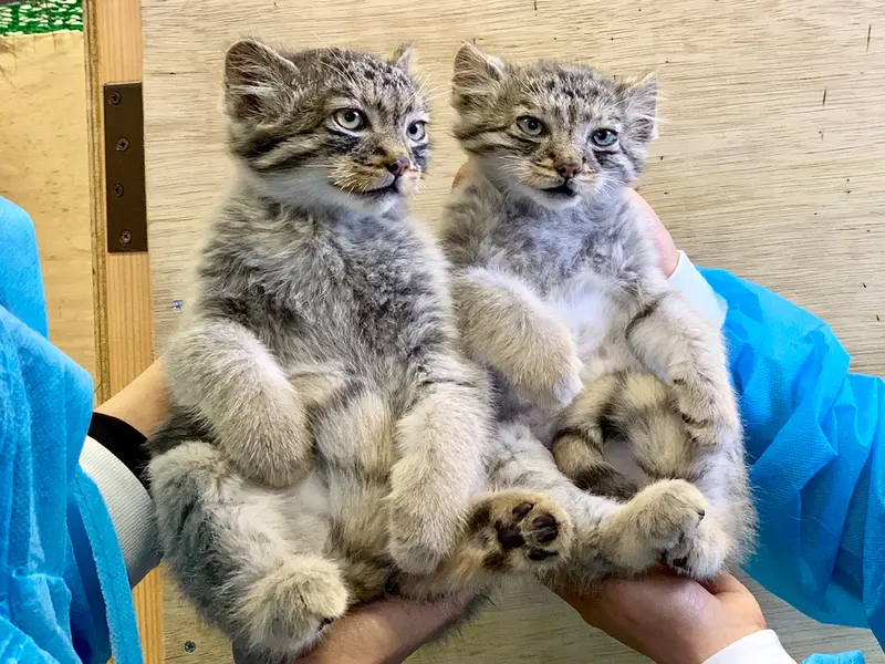 A photograph of a Pallas's cat