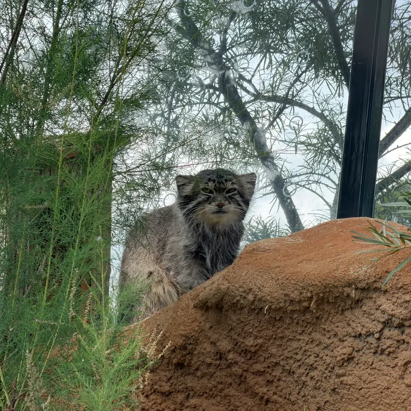 A photograph of Spay in Prague Zoo