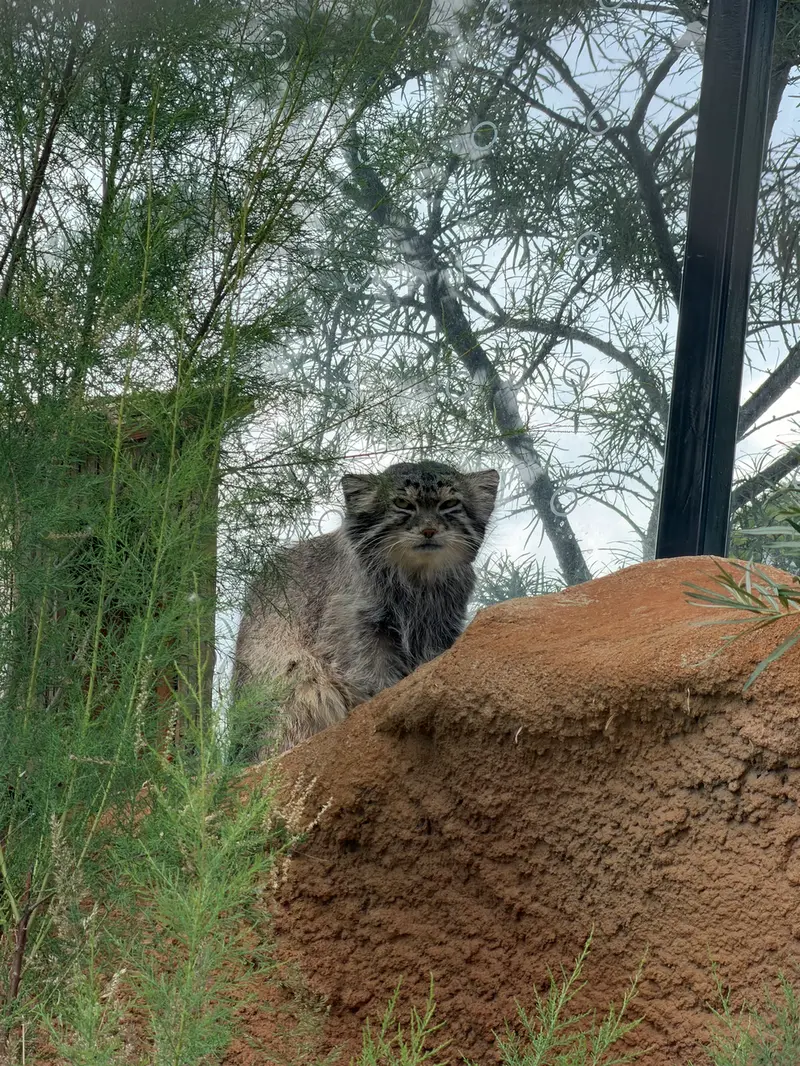 A photograph of Spay in Prague Zoo