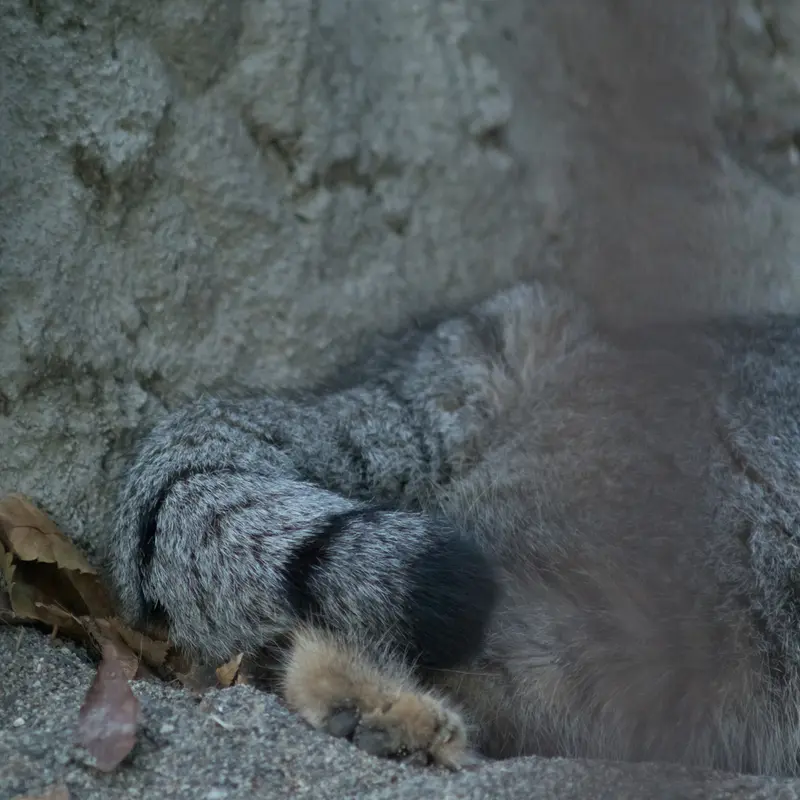 A photograph of Figa in Nogeyama Zoo