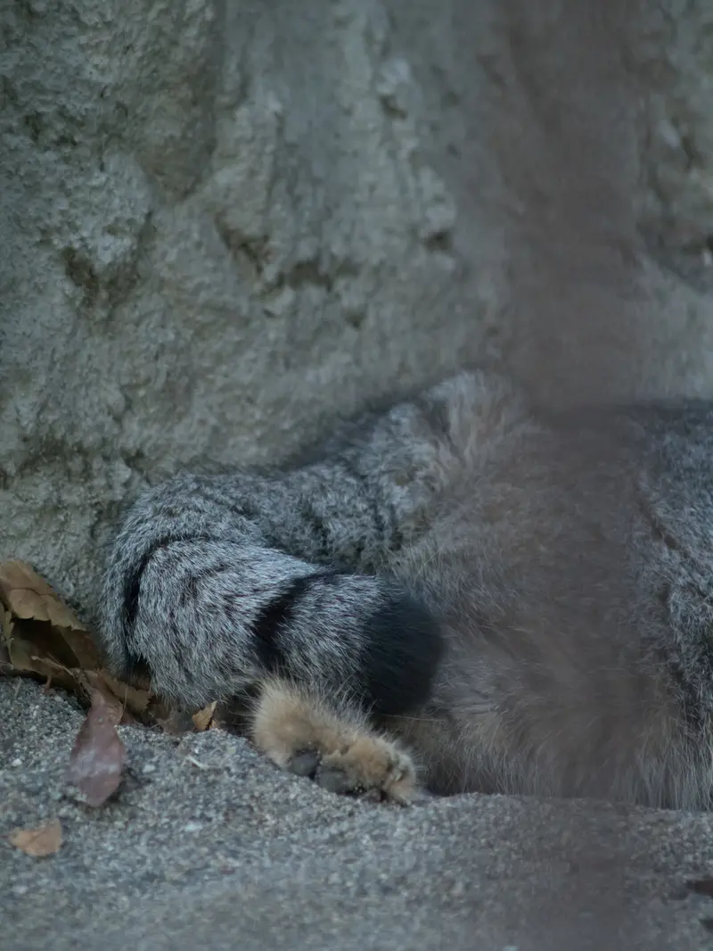 A photograph of Figa in Nogeyama Zoo