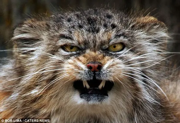A photograph of a Pallas's cat