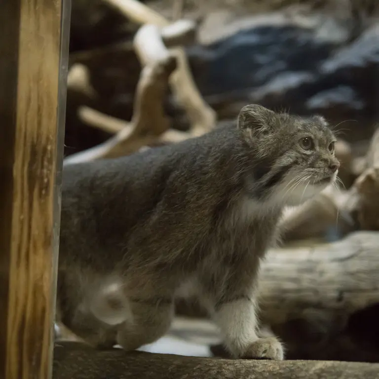 A photograph of Klyon in Ueno Zoological Gardens