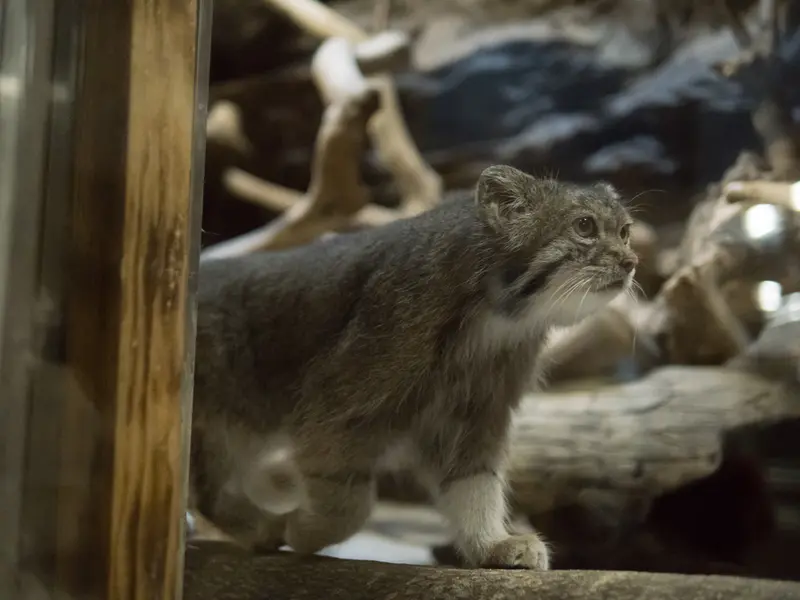 A photograph of Klyon in Ueno Zoological Gardens
