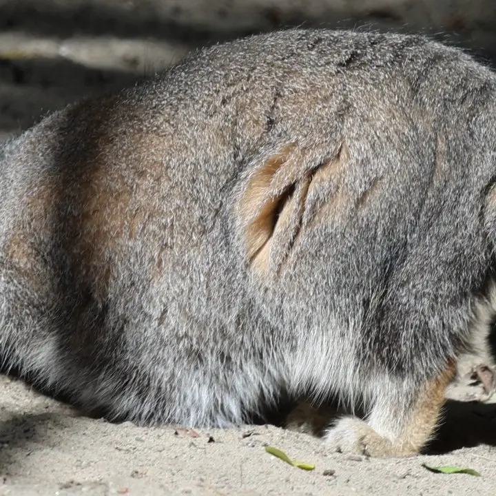 A photograph of a Pallas's cat in Novosibirsk Zoo