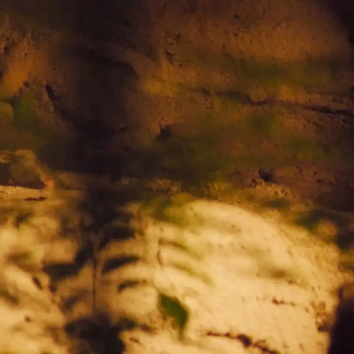 A photograph of a Pallas's cat in Nogeyama Zoo