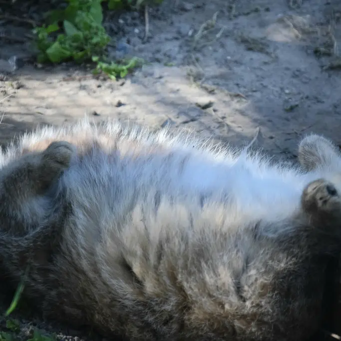 A photograph of Lucy in Budapest Zoo & Botanical Garden