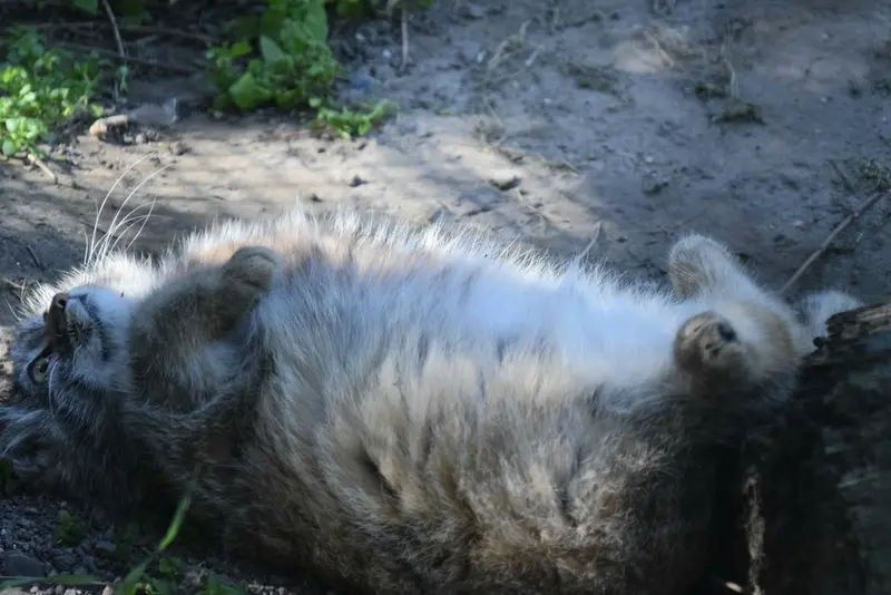 A photograph of Lucy in Budapest Zoo & Botanical Garden
