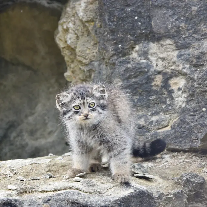 A photograph of a Pallas's cat in Port Lympne Wild Animal Park